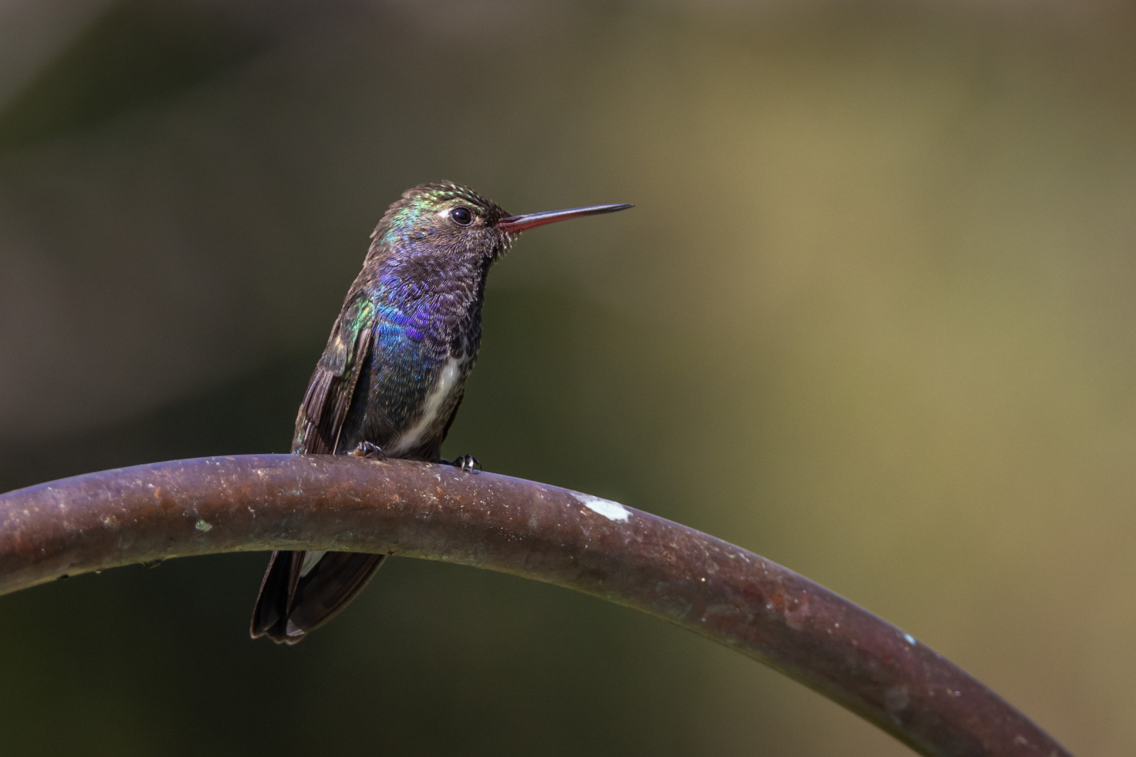 image Sapphire-spangled Emerald